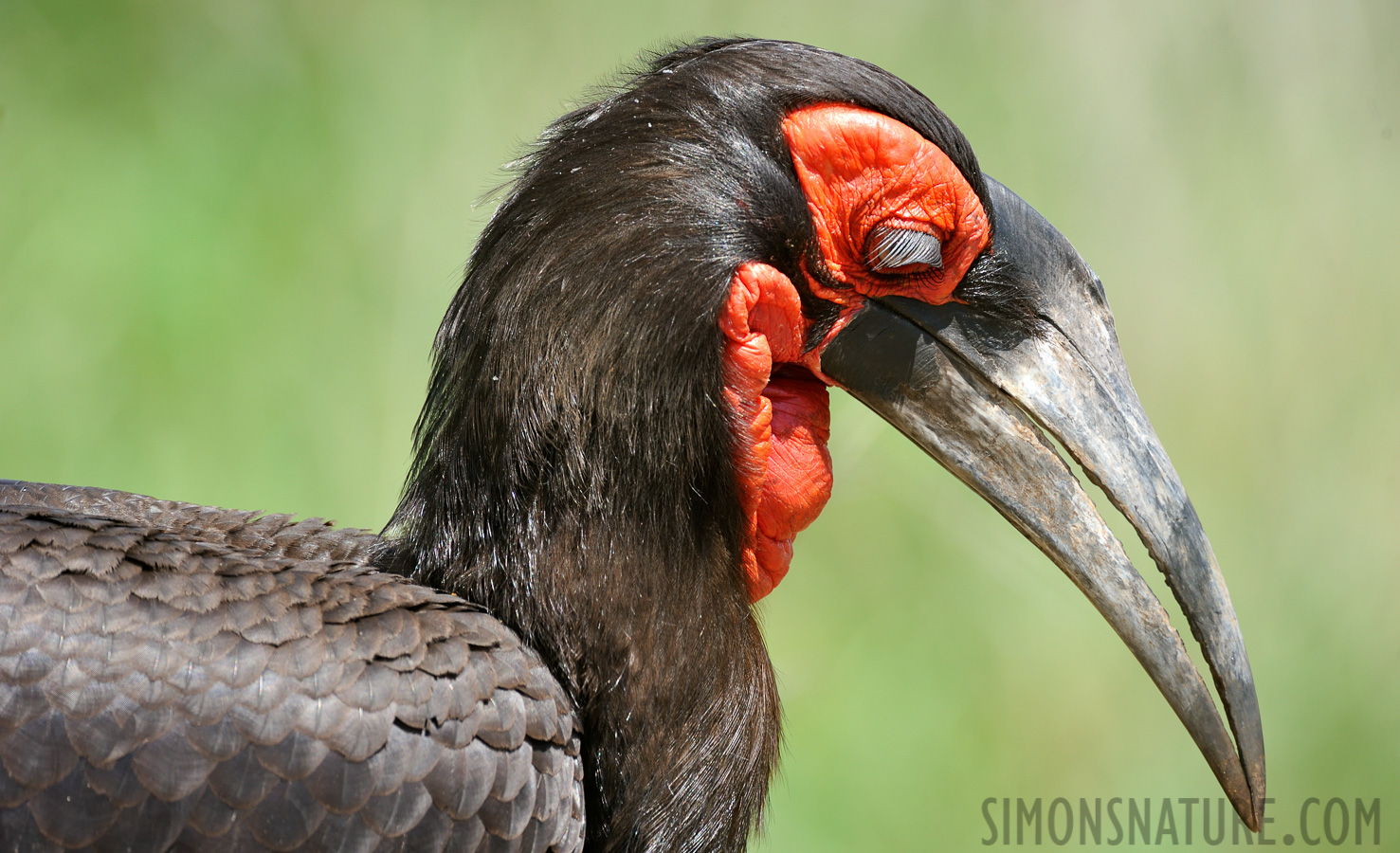 Bucorvus leadbeateri [550 mm, 1/640 sec at f / 8.0, ISO 1000]